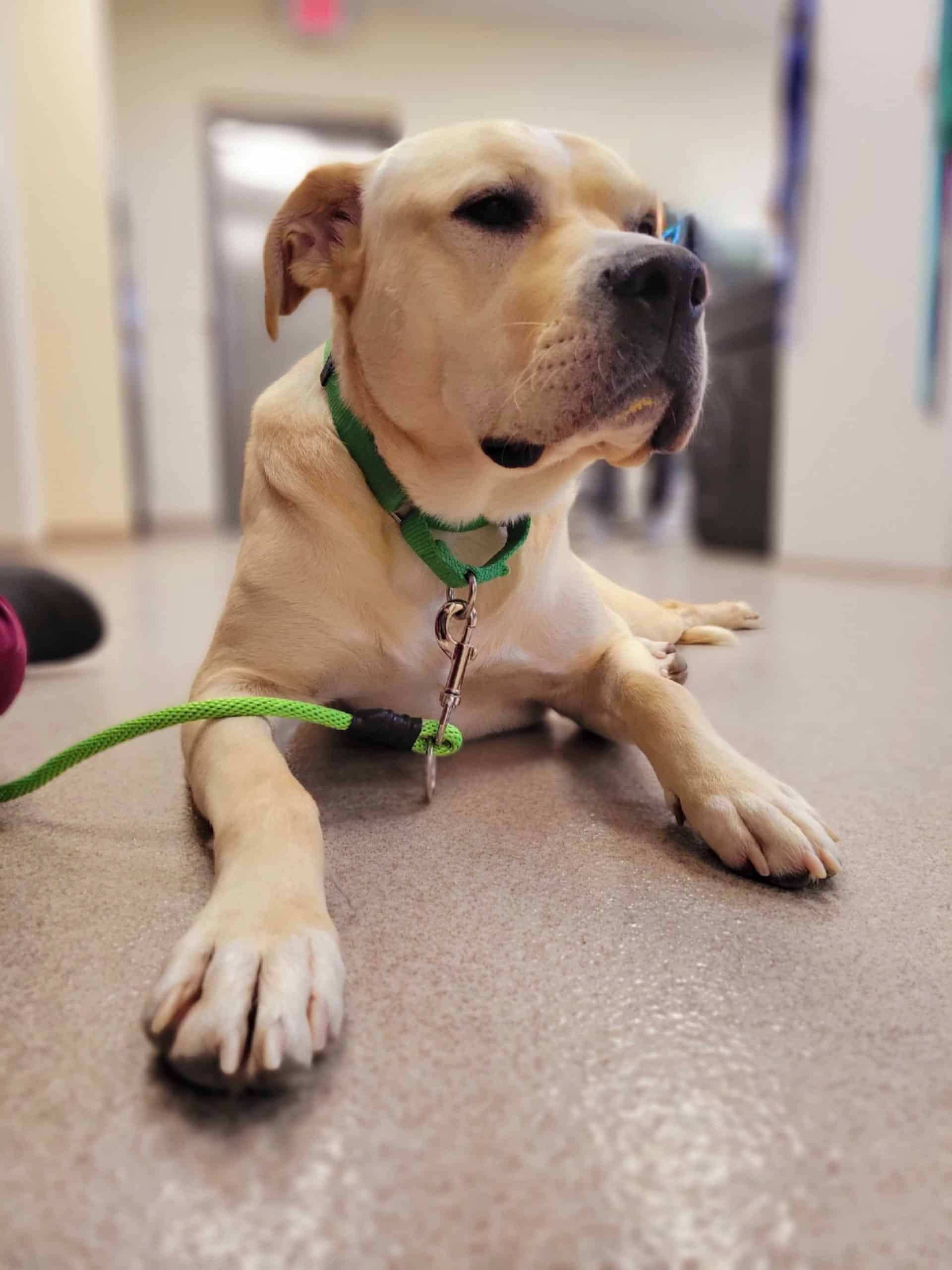 A light tan dog with a green collar and leash lies on a smooth indoor floor, stretching its front legs forward. The background, likely part of an animal hospital or pet clinic, appears to be a hallway slightly out of focus.
