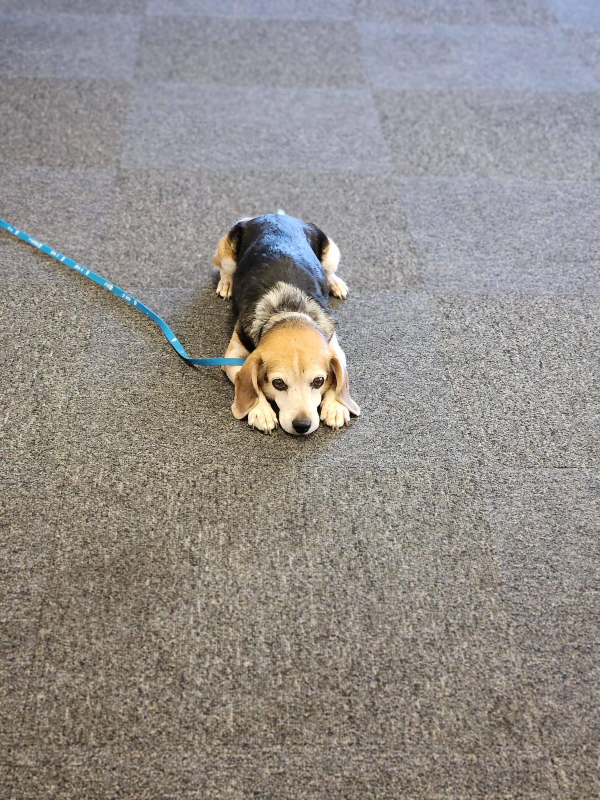 A small beagle lies flat on a gray carpet with its head resting on the floor at the pet clinic. The dog has a blue leash attached to its collar and looks up with a calm, relaxed expression.