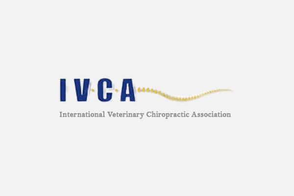 Logo of the International Veterinary Chiropractic Association (IVCA), featuring the acronym "IVCA" in blue with a stylized yellow spine curving from the letter "C." Perfect for any Vet, Pet Clinic, or Animal Hospital; full name appears below in gray text.