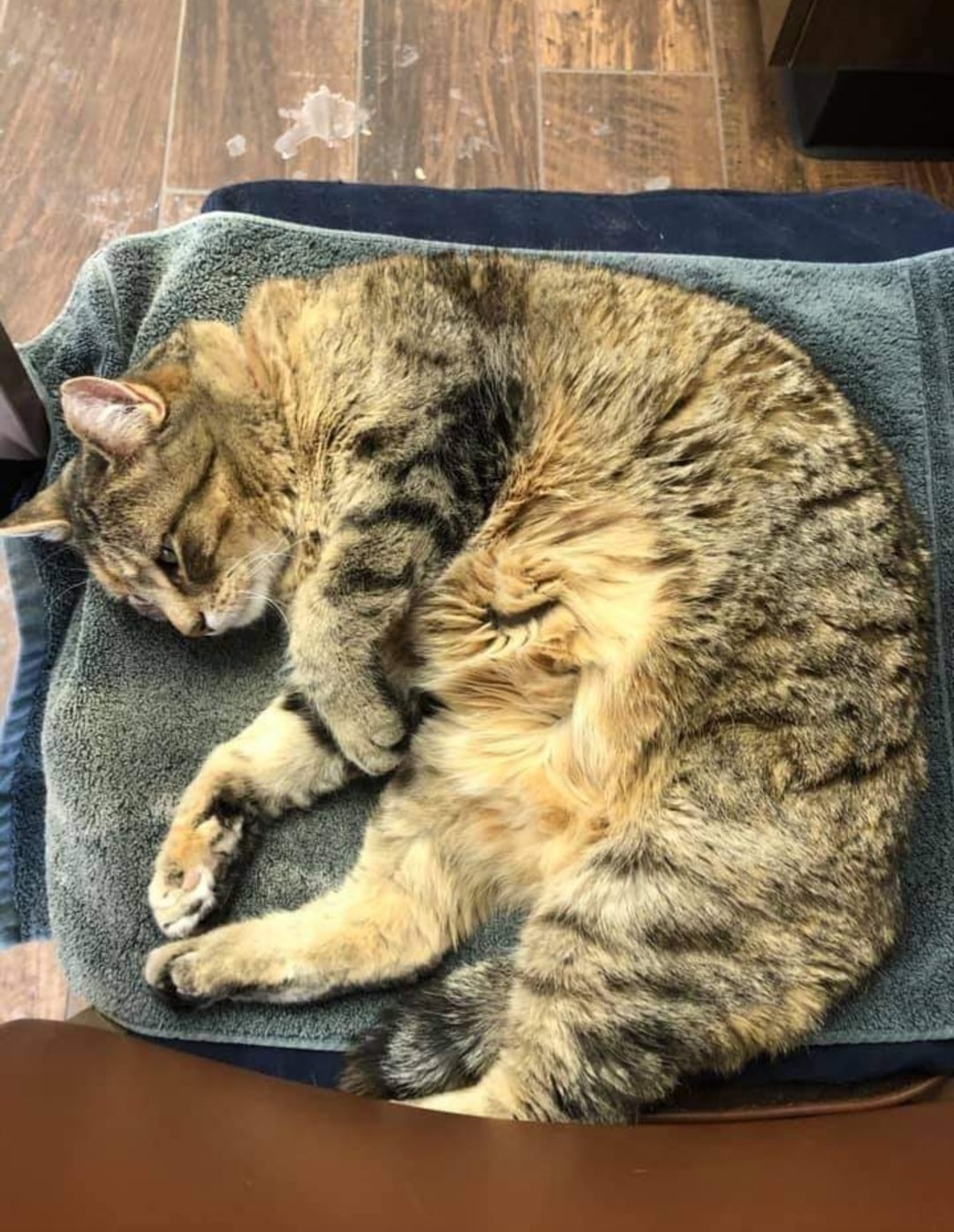 A tabby cat with a striped and spotted fur pattern is lying curled up on a gray towel, resting on a brown wooden floor. The cat looks relaxed and comfortable, as if it just returned from a check-up at the local Animal Hospital.