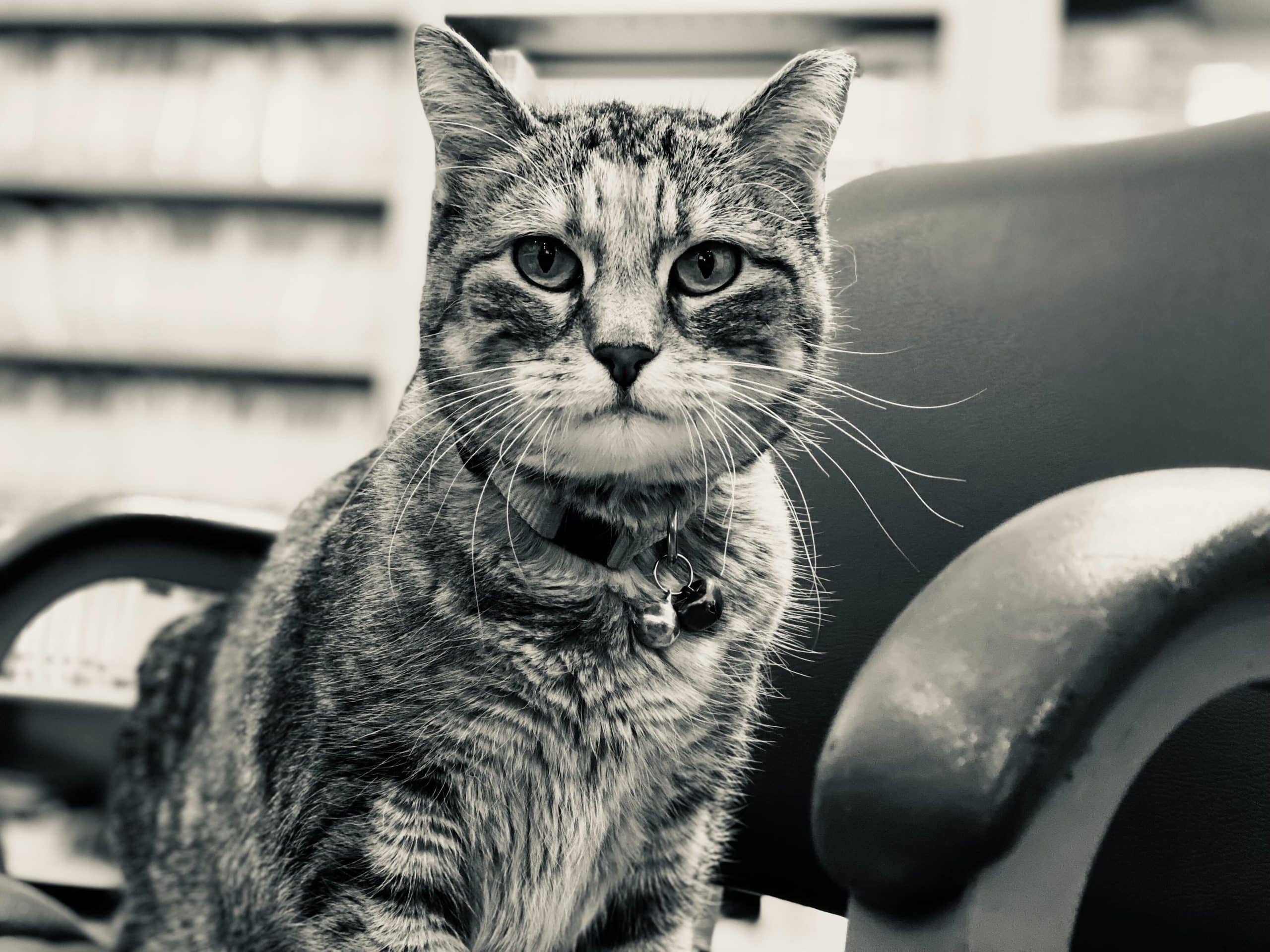 A black-and-white photo of a tabby cat with a collar and bell, sitting on a chair and looking directly at the camera in a cozy Pet Clinic. Shelves of books are blurred in the background.
