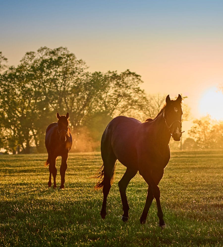Two dark brown horses walk on a grassy field at sunrise, with sunlight streaming through trees and casting a warm golden glow—an ideal moment for a veterinarian or animal hospital visit to ensure their health and well-being.
