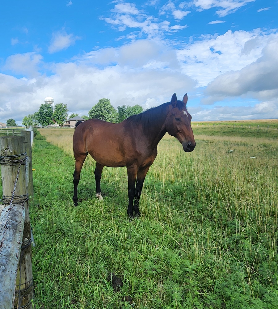 A brown horse stands on green grass near a wooden fence under a blue sky with scattered clouds, close to a veterinarian clinic, with trees and a distant building in the background.