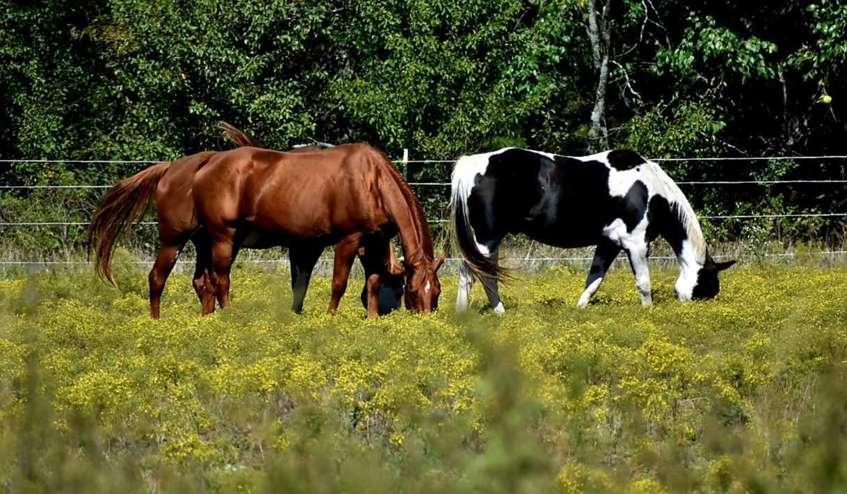 Two horses, one brown and one black-and-white, graze in a field of yellow wildflowers near green trees and a wire fence—a peaceful scene not far from the local Vet.