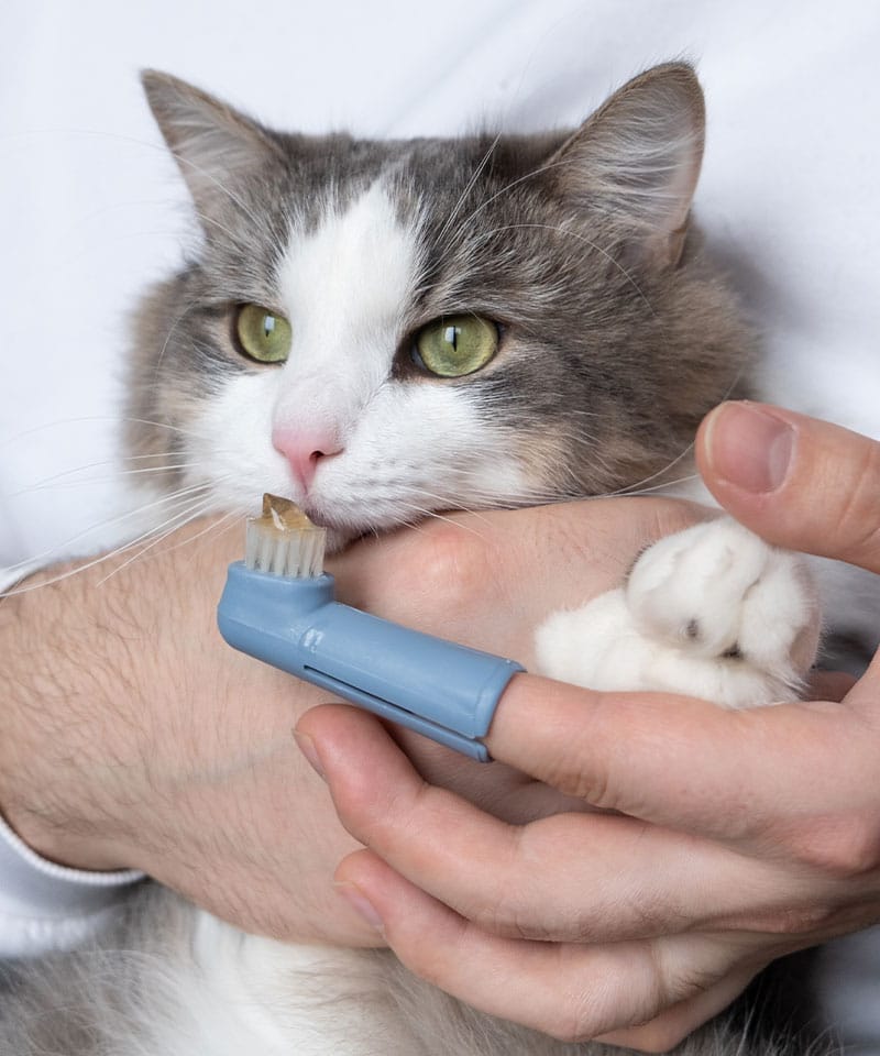 A person holds a fluffy gray and white cat while using a finger toothbrush with blue handle to brush the cat’s teeth. The cat looks calm and is being gently restrained, as if at a pet clinic or during a veterinarian checkup.