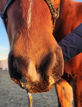 Close-up of a brown horse's nose and mouth, with visible whiskers and some dirt on the muzzle. A veterinarian wearing a dark sleeve is gently touching the horse in an outdoor setting.