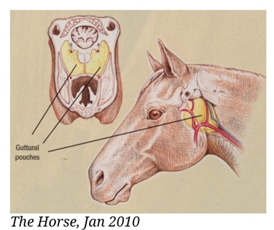 Anatomical illustration of a horse’s head showing the location of the guttural pouches in yellow, with a labeled cross-section and side view—ideal for veterinarian reference or animal hospital educational displays.