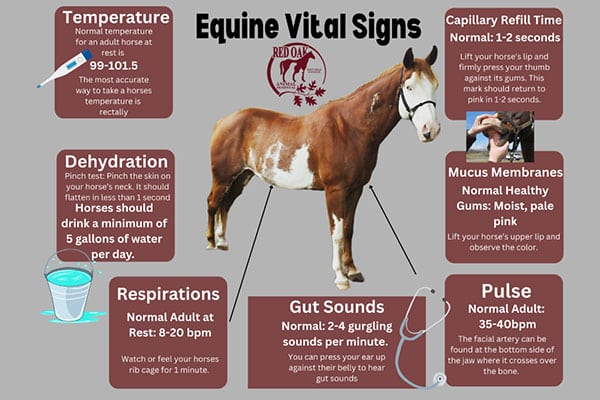 Infographic titled “Equine Vital Signs” with a horse image in the center and labeled boxes detailing normal temperature, respirations, gut sounds, pulse, dehydration check, capillary refill time, and mucus membranes.