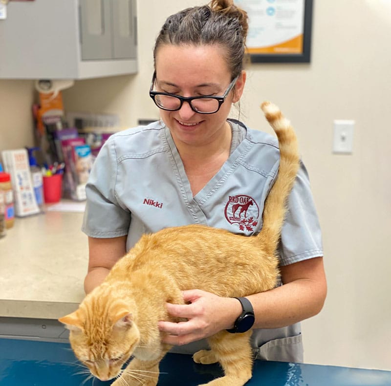 A smiling vet wearing glasses and gray scrubs with the name "Nikki" gently examines an orange tabby cat on a blue table in a pet clinic.