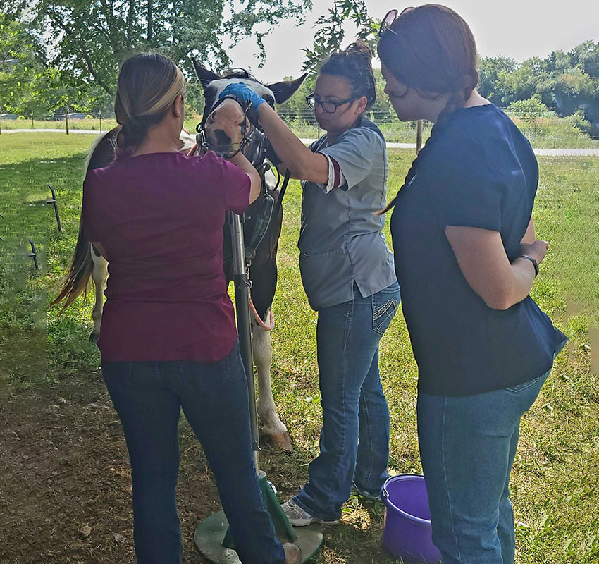 Three women, likely veterinarians or vet techs from an animal hospital, stand outside examining a cow’s head. One holds the cow steady, another works on the animal, and the third observes. A purple bucket is nearby amid sunlit trees.