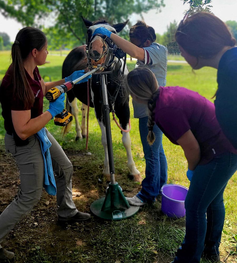 At an outdoor animal hospital, four women perform a dental procedure on a horse; one uses a power tool on the horse’s mouth while others assist, with the horse’s head restrained and supported on a stand.
