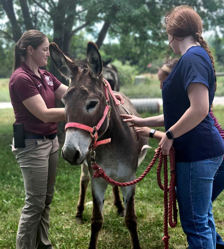 Three women, possibly a veterinarian and her assistants, stand around a brown donkey with a pink halter and red rope, gently examining or comforting it in a grassy outdoor setting with trees in the background.