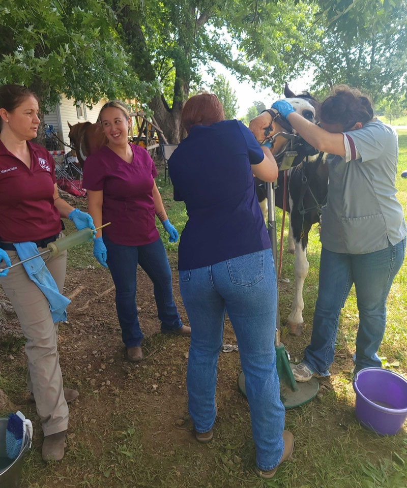Four women in scrubs and gloves, likely vets from an animal hospital, gather around a standing horse outdoors. Two hold its head while another works on its mouth as the fourth woman stands nearby, smiling. Trees and grass are visible in the background.