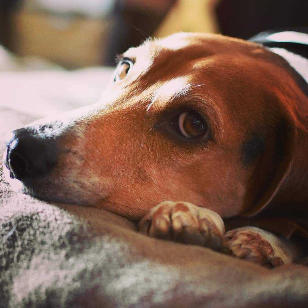 A brown and white dog lies on a soft surface at the pet clinic, resting its head on its paws and looking up with gentle, expressive eyes.