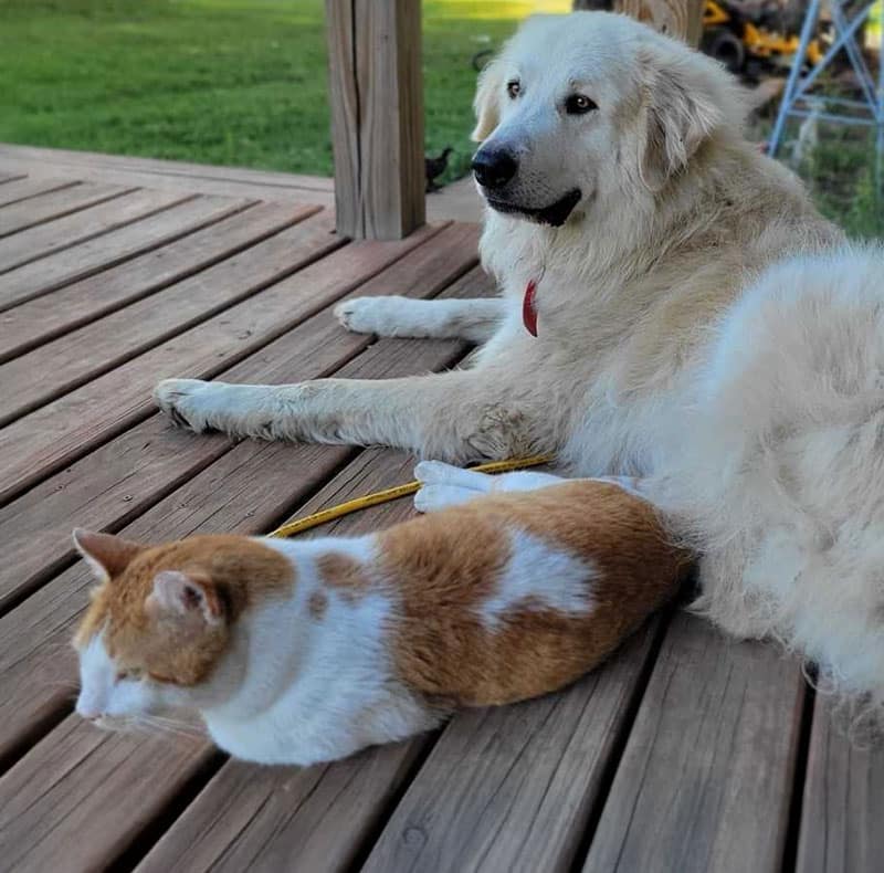 A fluffy white dog and an orange-and-white cat lie side by side on a wooden porch, relaxing together in the shade after a visit to the veterinarian.