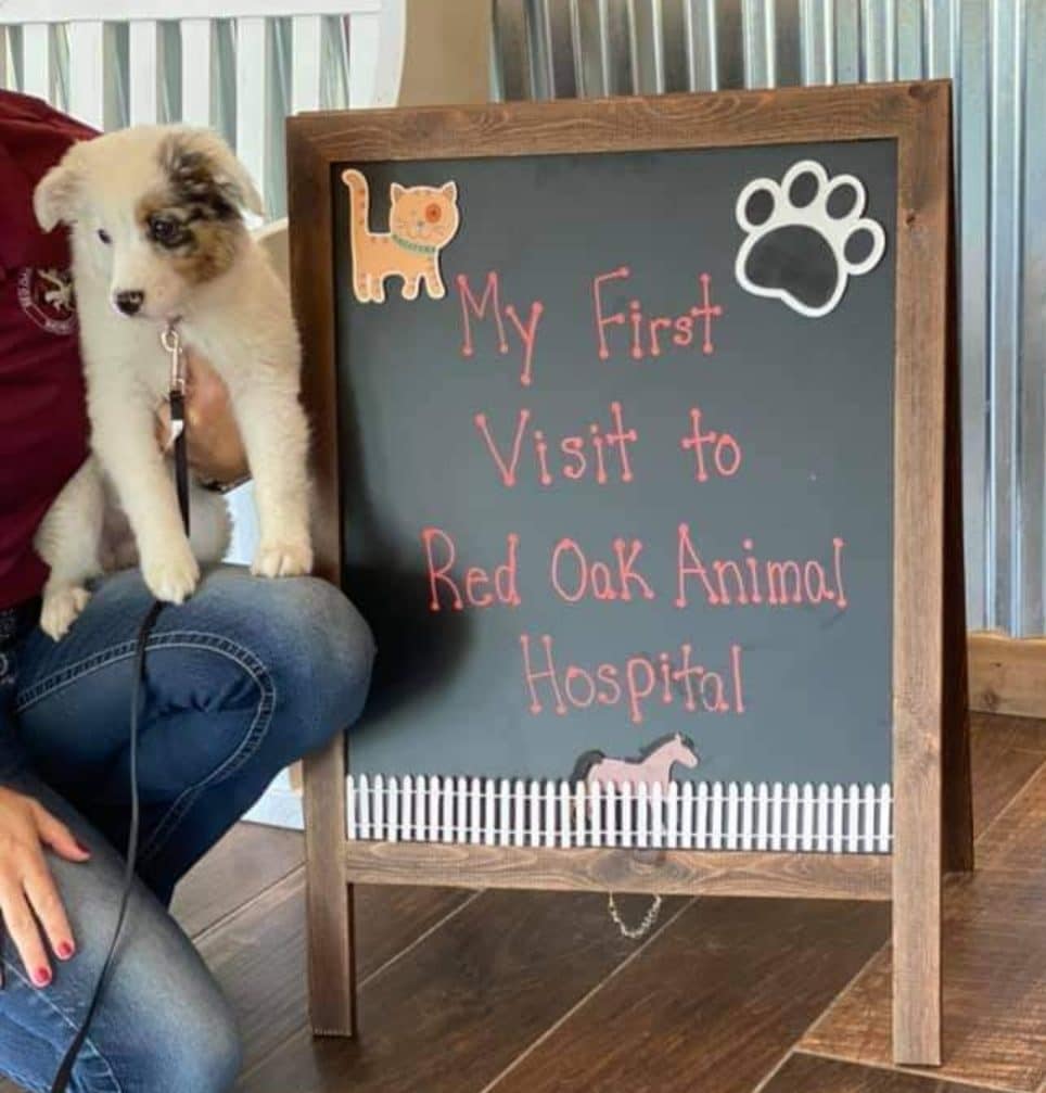 A person holds a fluffy white puppy with black and brown markings next to a chalkboard sign that reads "My First Visit to Red Oak Animal Hospital" at the pet clinic, decorated with cat and paw print designs.