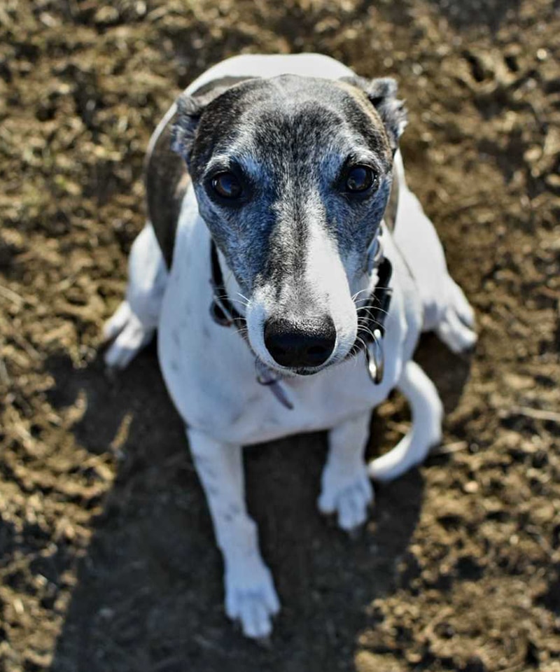 A white and grey greyhound with a black collar sits on brown dirt, looking up at the camera with wide, expressive eyes—ready for a checkup at the pet clinic.