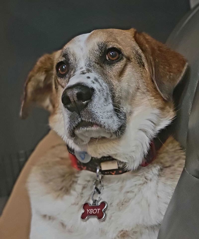 A brown and white dog with a speckled snout and expressive eyes sits on a seat at the pet clinic, wearing a red collar with a bone-shaped tag labeled "TOBY.