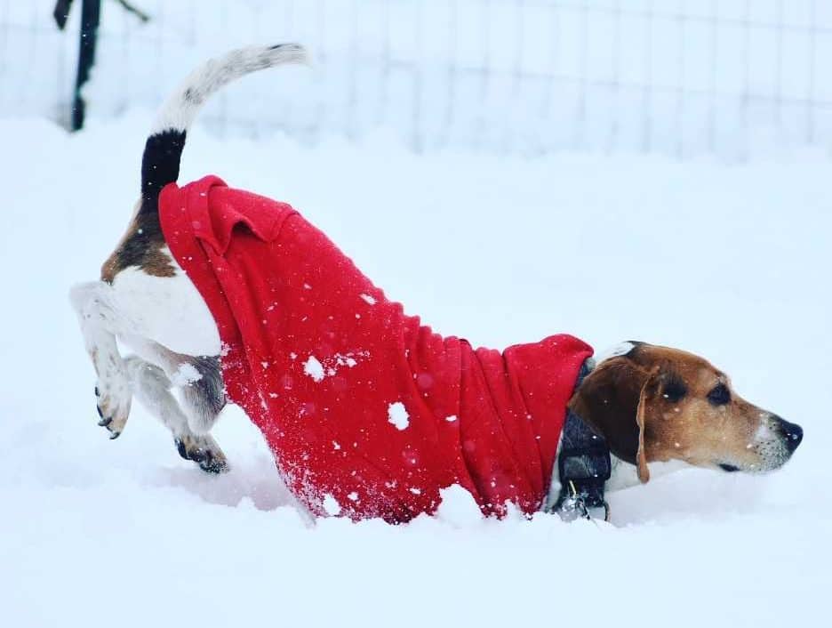 A beagle in a red sweater playfully dives face-first into deep snow, hind legs and tail up, surrounded by a snowy landscape and a faint wire fence—pure joy on display before heading to the Pet Clinic for a checkup.