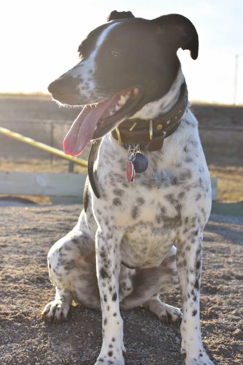 A black and white spotted dog sits outdoors on a dirt surface, panting with its tongue out and ears perked up. The sun is shining brightly in the background. The dog wears a collar with tags from its recent visit to the veterinarian.