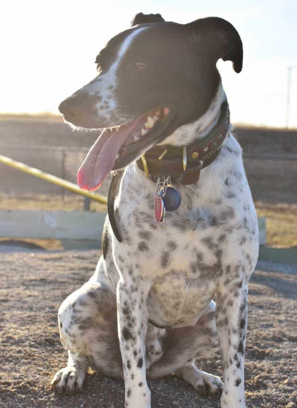 A black and white spotted dog with a collar and tags sits on gravel outdoors, mouth open and tongue out, in bright sunlight—looking ready for a fun visit to the vet or animal hospital.