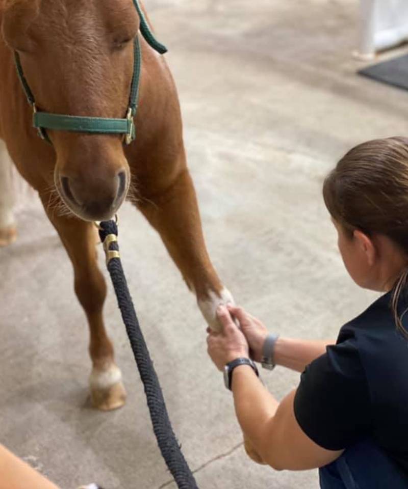 A vet gently examines or treats the front leg of a brown horse wearing a green halter. The scene takes place indoors on a concrete floor, suggesting professional care at an animal hospital or pet clinic.