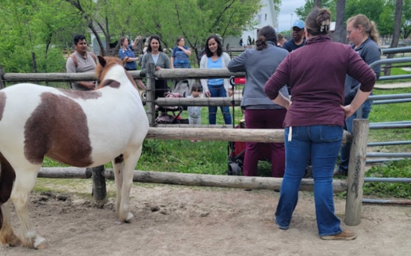 A group of people, including families with children, stand by a wooden fence observing a brown and white horse. Some adults are inside the fenced area, while others watch from outside. Trees and greenery are in the background.