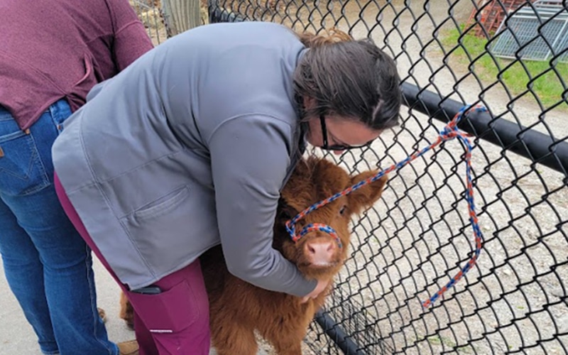 A person wearing a gray jacket and maroon pants hugs a small brown calf with a colorful rope halter near a chain-link fence, while another person stands nearby.