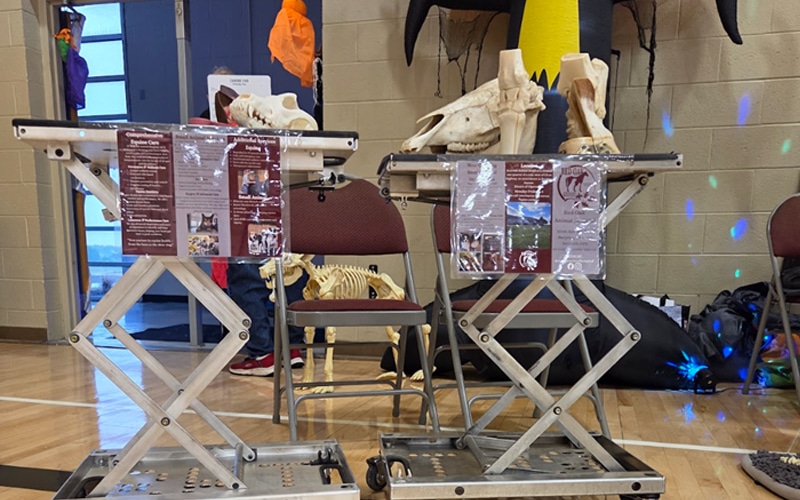 Two metal display tables hold animal skulls and informational posters. Behind them are chairs, a partial skeleton model, and decorations in a gymnasium setting with a tan brick wall and blue door.