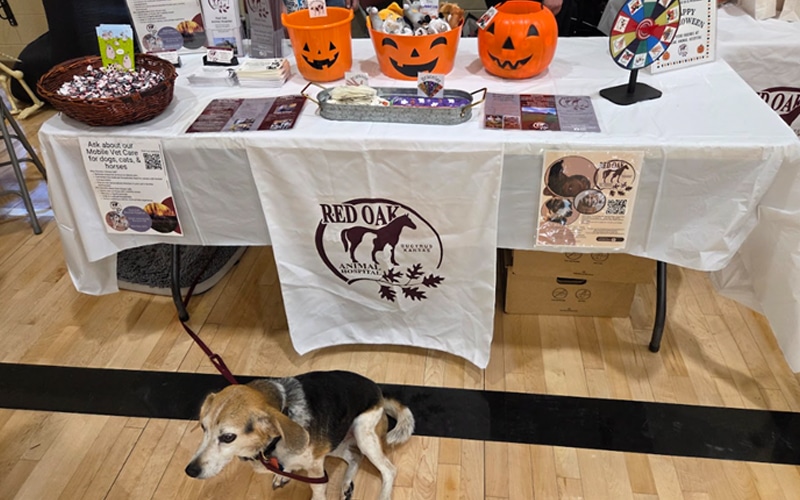 A dog lies on the floor in front of a table covered with a Red Oak Animal Rescue tablecloth, Halloween pumpkins, flyers, and a bowl of candy at an indoor event.