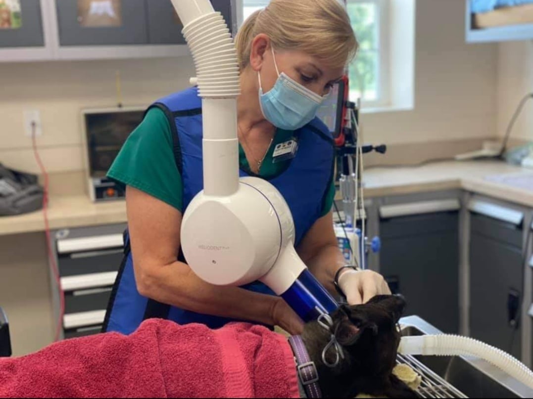 A veterinarian at the animal hospital, wearing a mask and protective apron, uses an X-ray machine on a dog lying on a table covered with a red towel in the pet clinic.