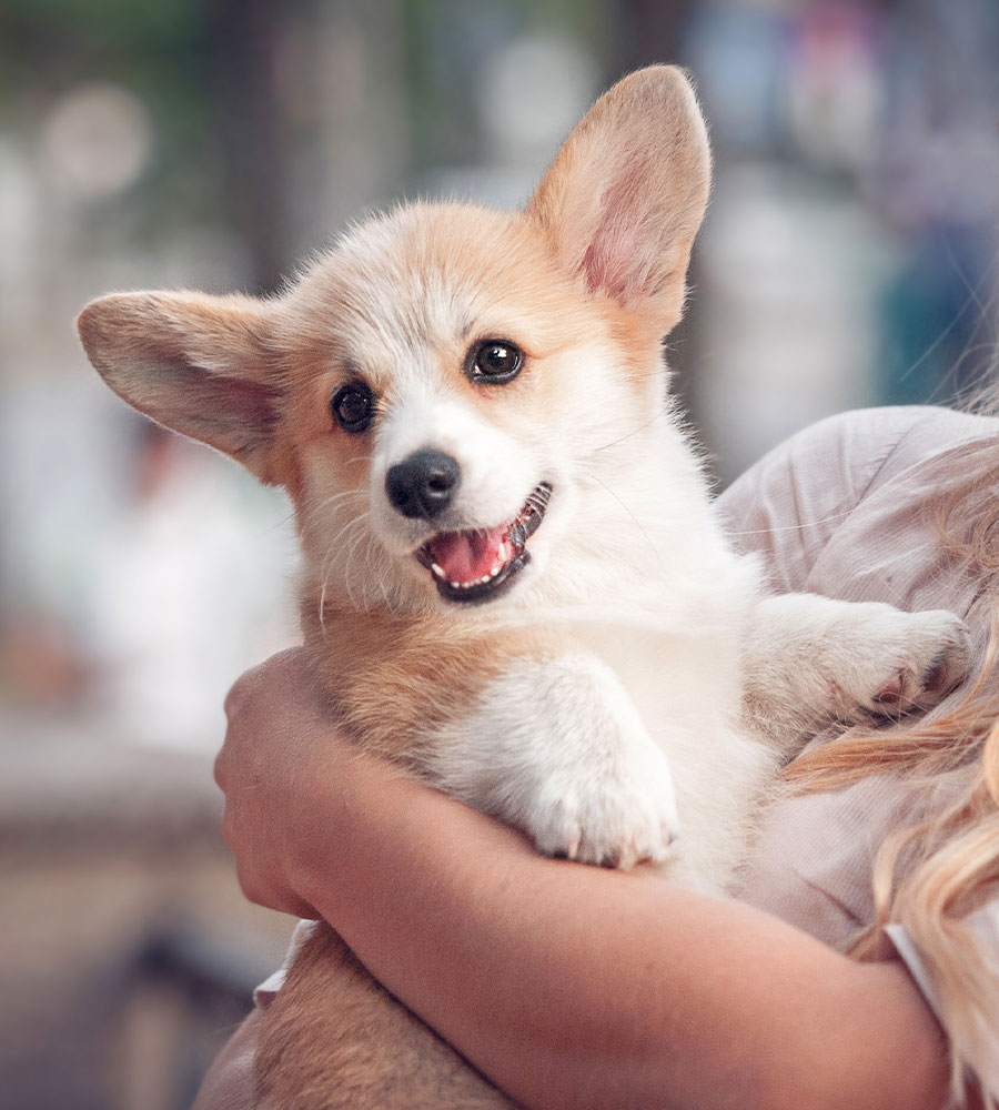 A happy corgi puppy with tan and white fur is being held in someone's arms at a pet clinic. The puppy is looking at the camera with its mouth slightly open and ears perked up.