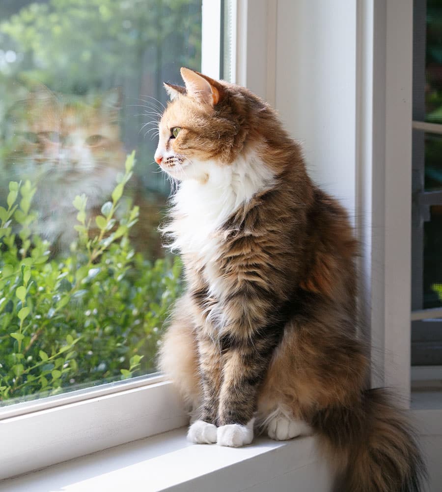 A fluffy cat with brown, white, and orange fur sits on a windowsill, gazing outside. Its reflection in the glass and green bushes beyond suggest it’s watching for its vet from the local animal hospital to arrive.