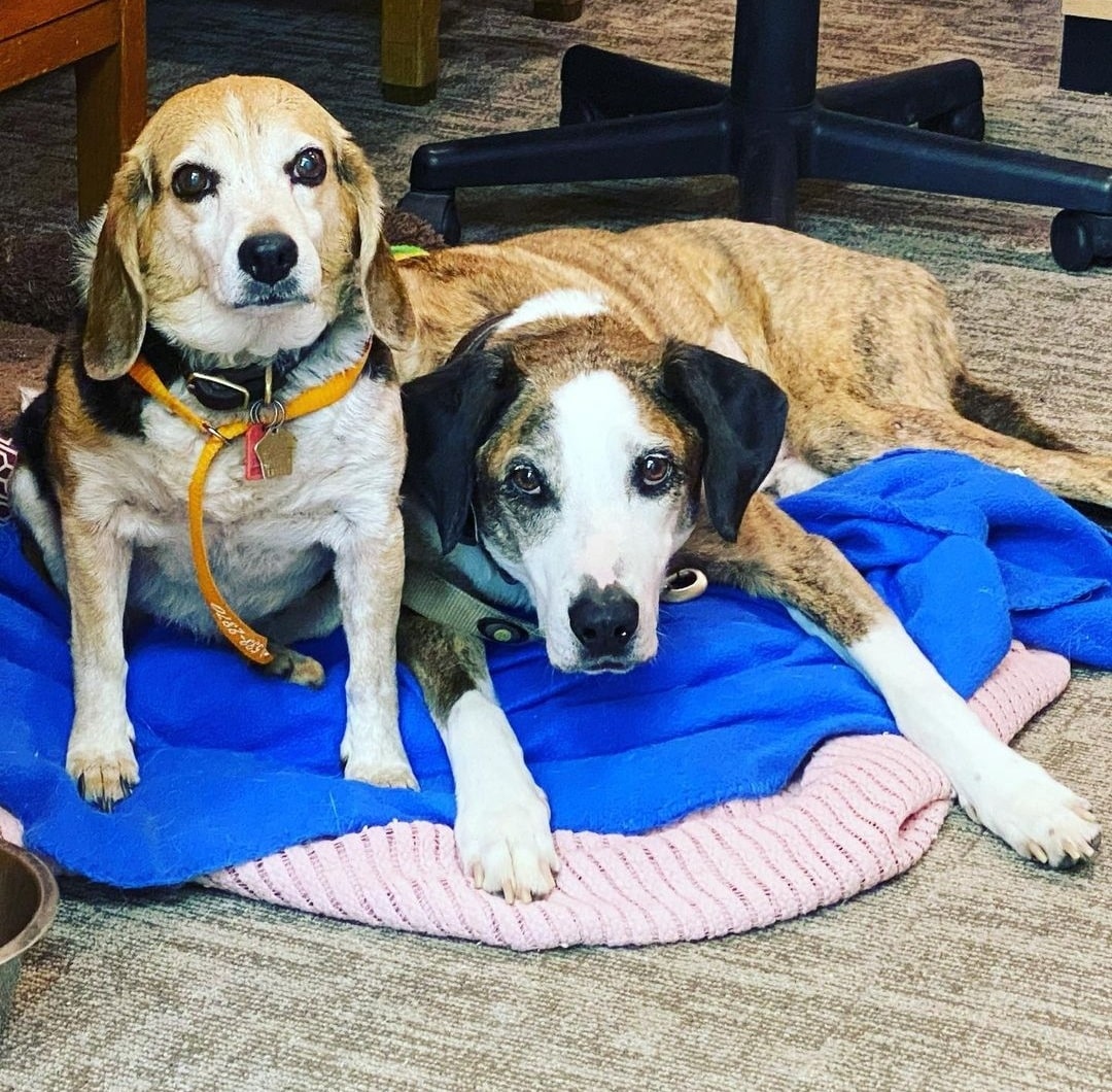 Two dogs relax indoors on a blue and pink blanket at the pet clinic. One, sitting, has tan and white fur with floppy ears. The other, lying down, has brindle and white fur with a black nose. Both look calmly toward the camera.