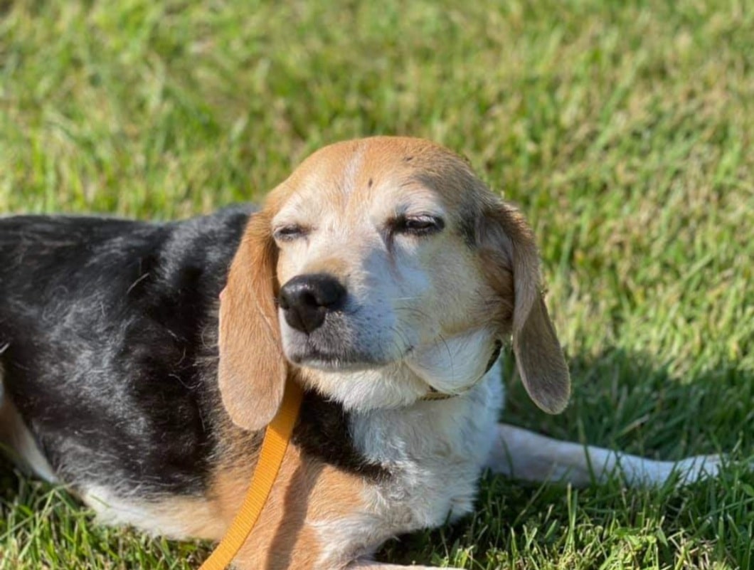 A beagle with a black, brown, and white coat lies on green grass with its eyes half-closed, appearing relaxed in the sunlight. The dog, wearing a yellow leash, looks content after a recent visit to the vet.