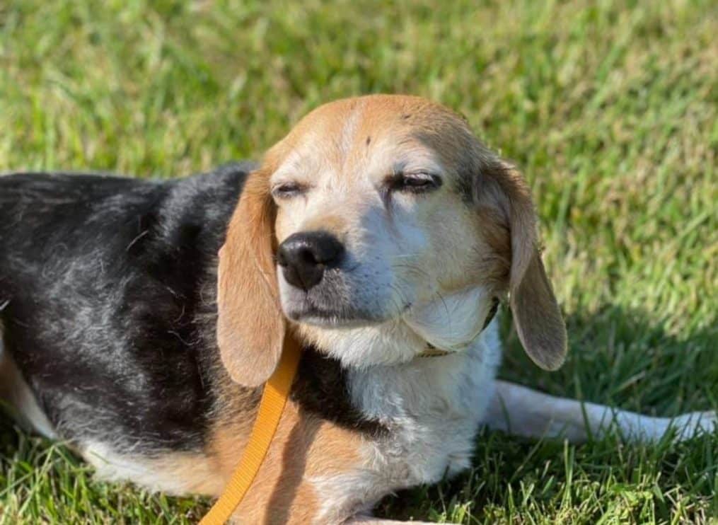 A beagle with a black, white, and brown coat is lying on green grass with eyes half-closed, appearing to enjoy the sunlight—its orange leash ready for a visit to the vet or pet clinic.