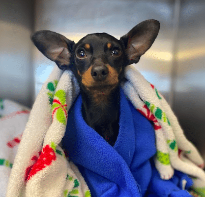 A small black and brown dog with large ears is wrapped in a blue fleece blanket and a white blanket with red and green patterns, looking up with a calm expression after visiting the veterinarian.