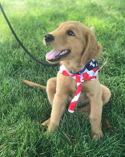 A golden retriever puppy sits on green grass, wearing a red, white, and blue American flag bandana around its neck. The happy pup, fresh from the local Pet Clinic, has a leash attached to its collar and looks joyful with mouth open and tongue out.
