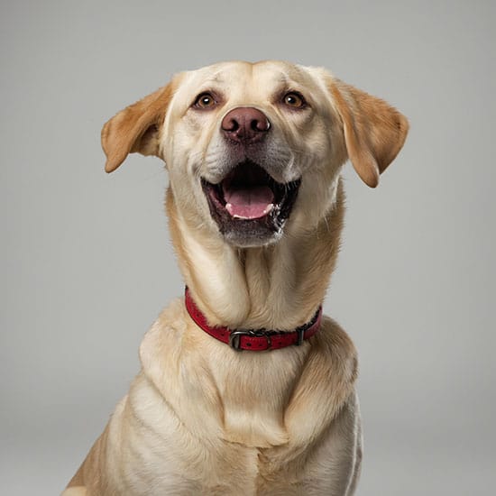A happy yellow Labrador Retriever wearing a red collar sits against a plain gray background, looking slightly upward with its mouth open as if smiling.