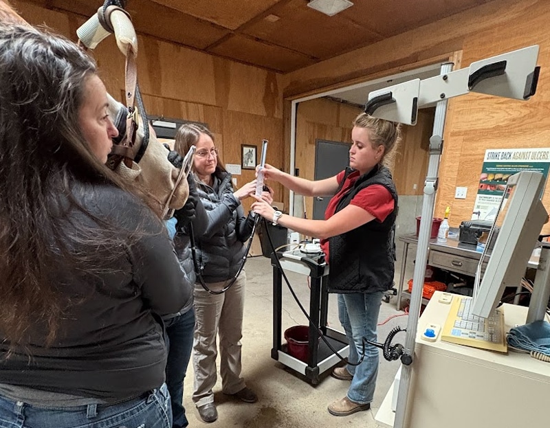 Three women are in a veterinary clinic; one holds a horse’s head while another observes and a third adjusts a piece of equipment. Medical and office equipment are visible in the background.