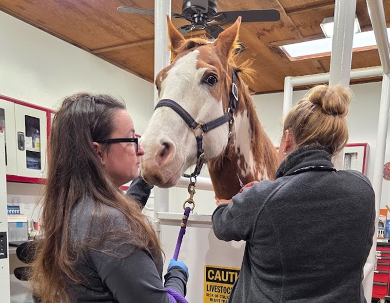Two women stand on either side of a brown and white horse in a veterinary clinic. The horse is secured in a white examination stall. Medical equipment and warning signs are visible in the background.