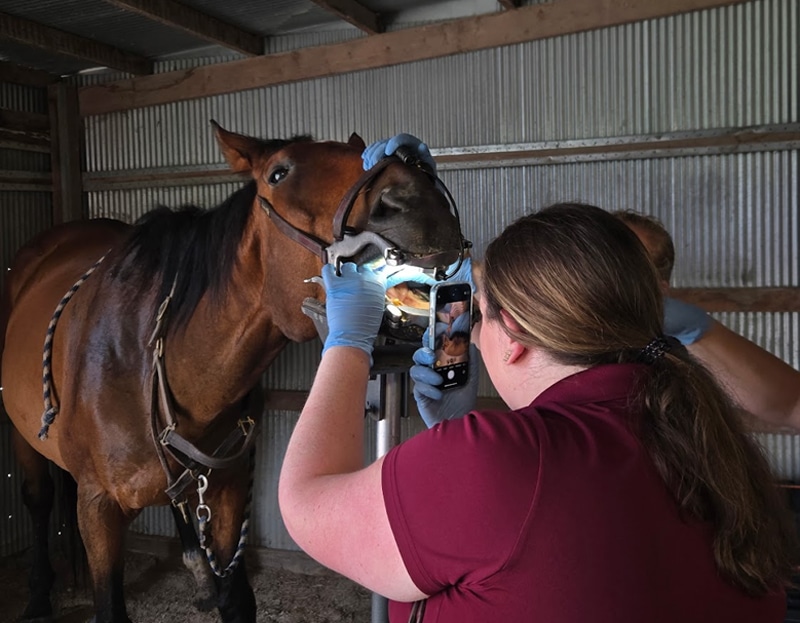 A woman wearing gloves examines a horse's mouth inside a barn, using a tool to keep the mouth open while taking a photo or video with her phone. The horse is calm, and another person stands nearby.
