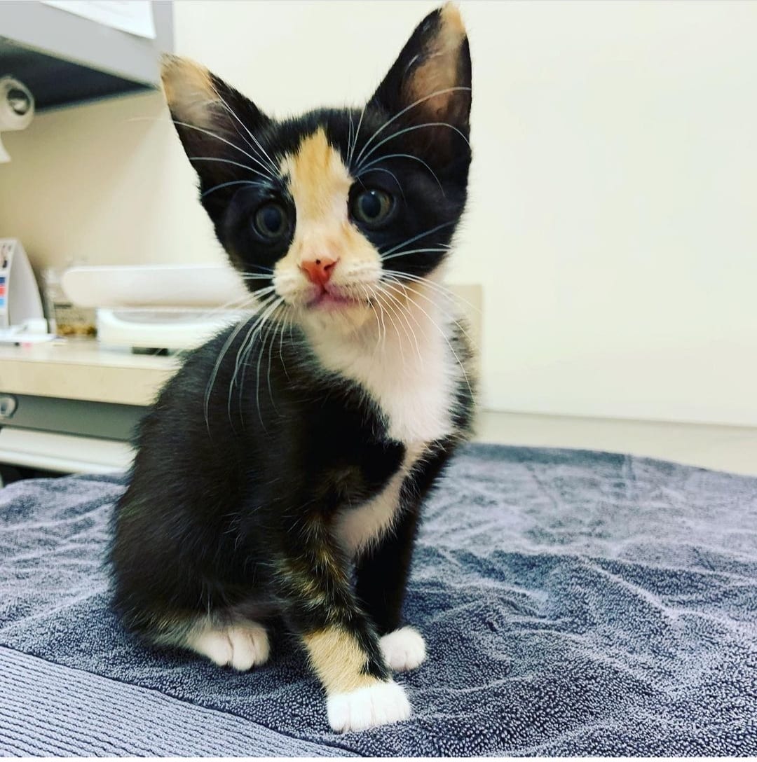 A small black, orange, and white calico kitten with large ears sits on a gray towel, looking up with wide eyes in what appears to be a pet clinic exam room.