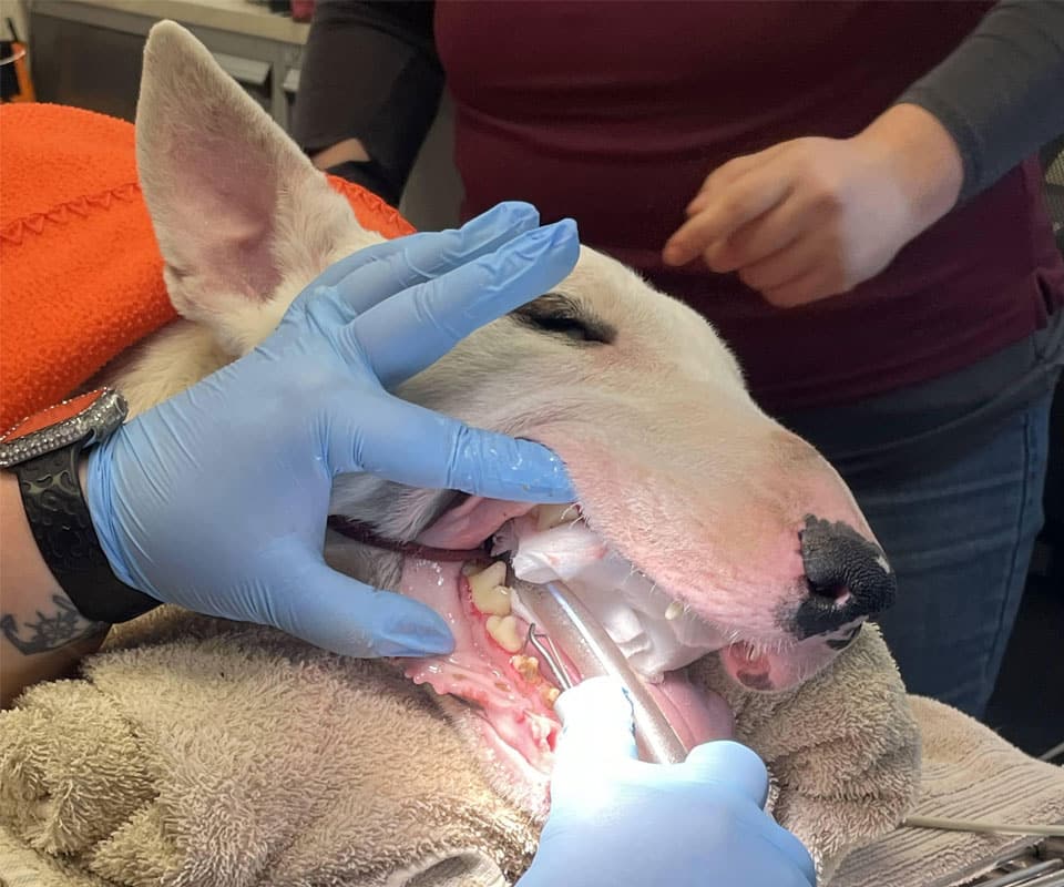 At a Pet Clinic, a white dog lies calmly on a towel as a Vet in blue gloves examines its mouth with dental tools. Another person stands nearby, ensuring the animal feels safe during the dental procedure.