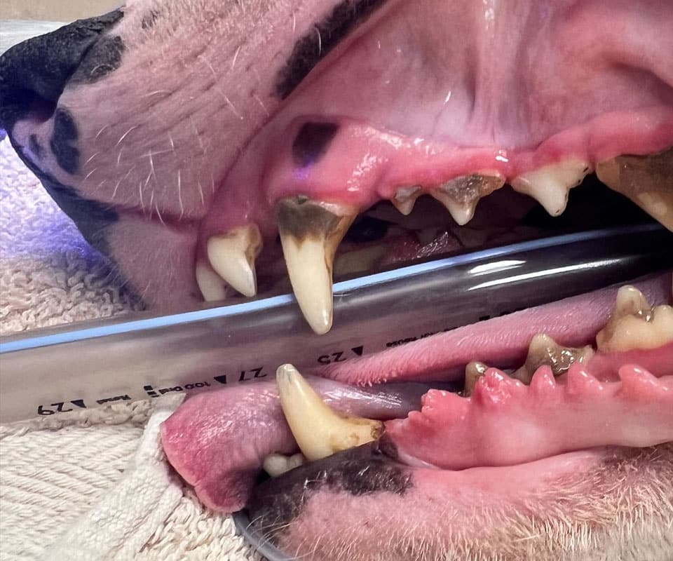 A close-up of a dog’s open mouth showing worn, broken, and discolored teeth, with a clear tube inserted between the jaws during a veterinary dental procedure at a pet clinic.