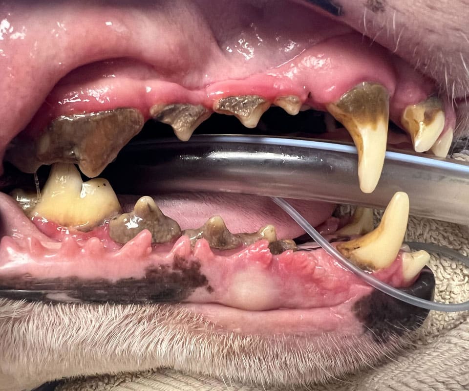 A close-up of a dog's mouth shows severe dental disease, with heavy brown tartar, inflamed gums, and missing or damaged teeth. An endotracheal tube is in place as a veterinarian at the pet clinic performs treatment under anesthesia.