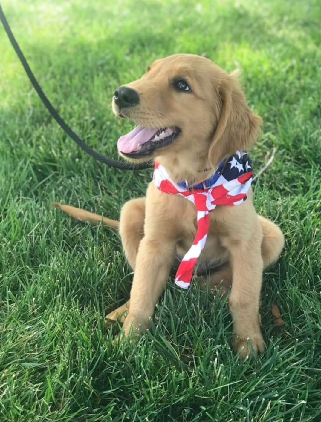 A golden retriever puppy sits on green grass, wearing a red, white, and blue American flag bandana and leash, looking happy with its tongue out—fresh from a checkup at the local Pet Clinic.