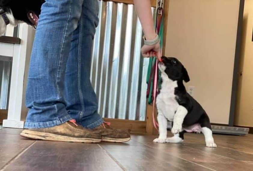 A person wearing jeans and brown shoes bends down to offer a treat to a black and white puppy sitting on a wooden floor indoors at a pet clinic. The puppy looks up eagerly at the treat, perhaps after a happy visit to the veterinarian.