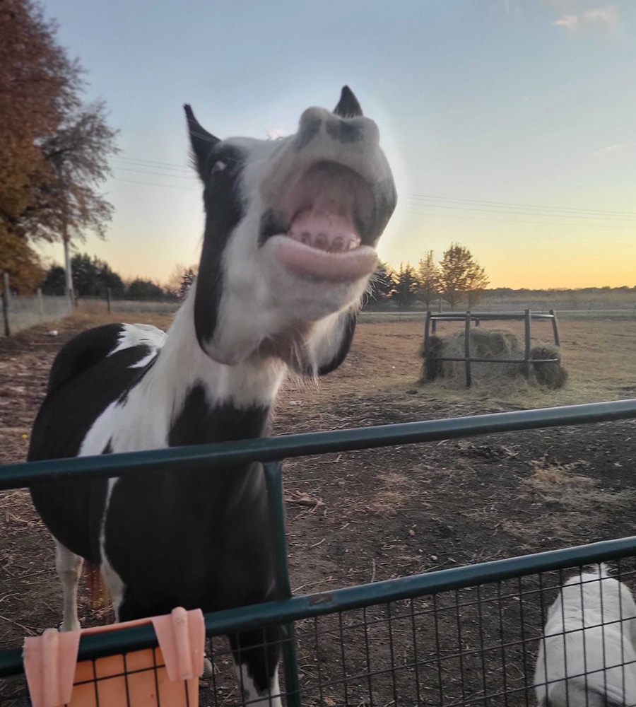 A black and white horse stands behind a fence, stretching its head up with its mouth open wide, showing its teeth—perhaps waiting for a treat or a visit from the vet. The scene is set outdoors at sunset with hay and trees in the background.