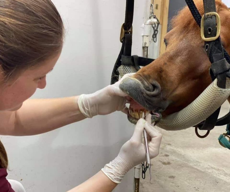 A woman wearing gloves examines a horse's teeth with a dental tool while the horse is restrained in a harness at an animal hospital.